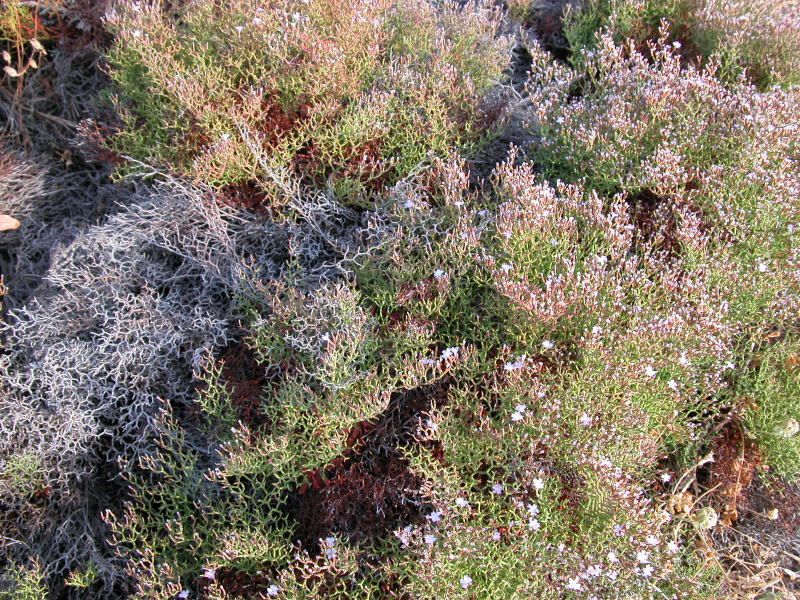 Limonium dune Piscinas